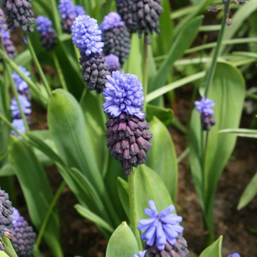 Muscari latifolium