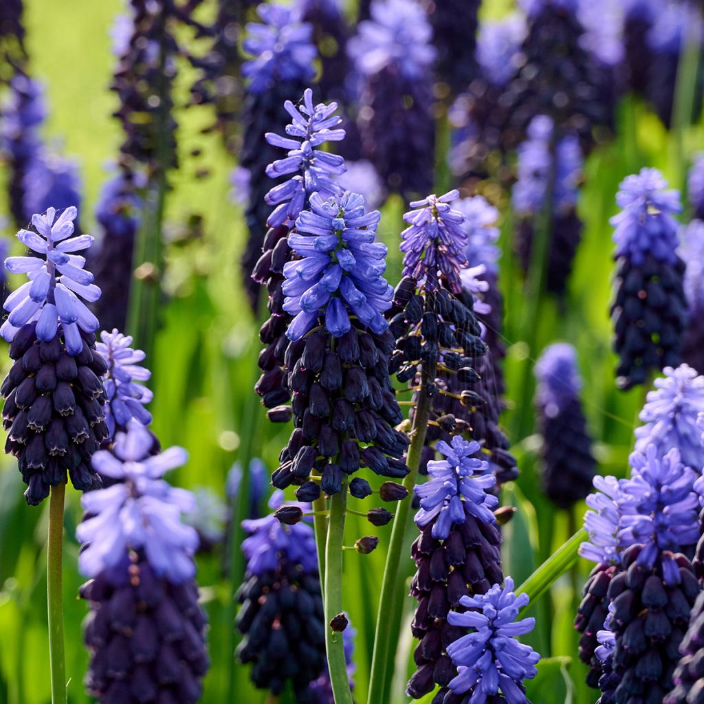 Muscari latifolium