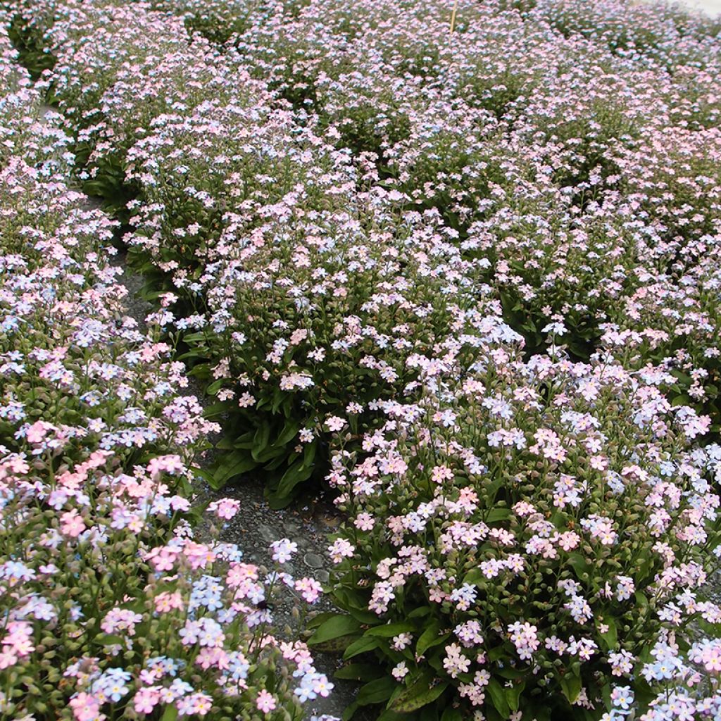 Myosotis Savoie Boreal