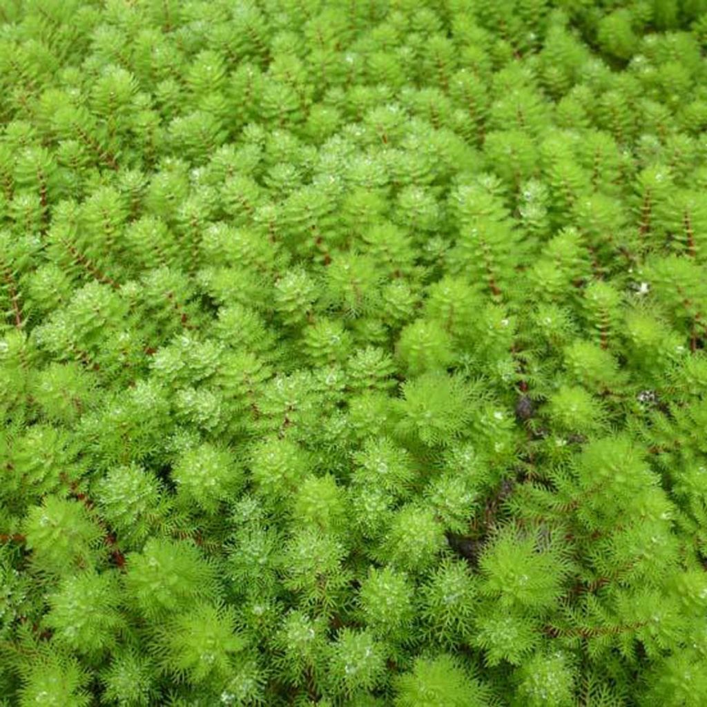 Myriophyllum brasiliense - Myriophylle aquatique