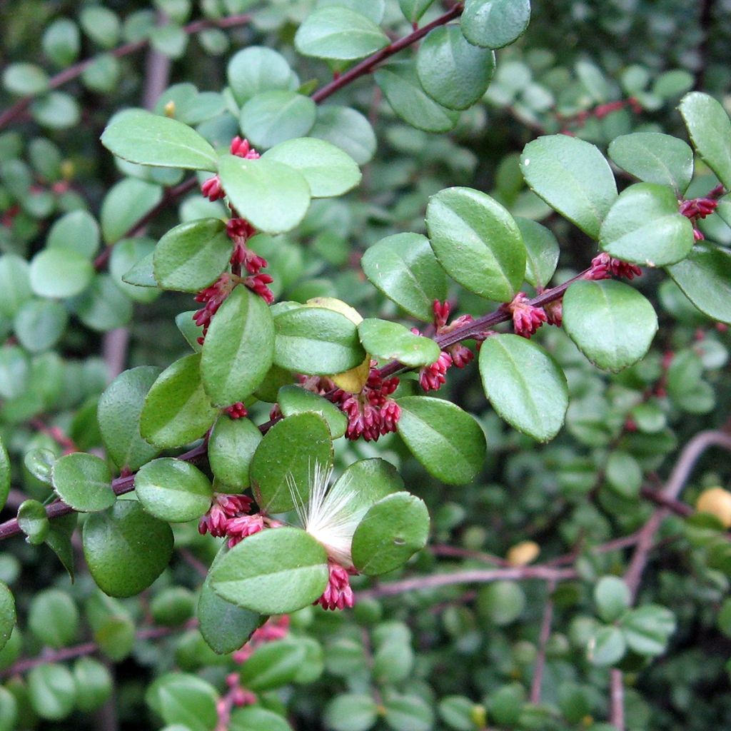 Myrsine africana - Buis africain