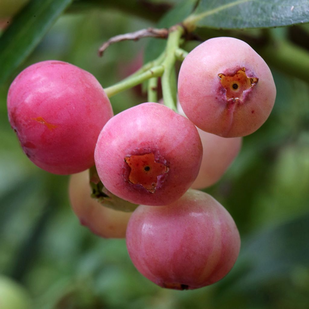 Myrtillier Pink Berry
