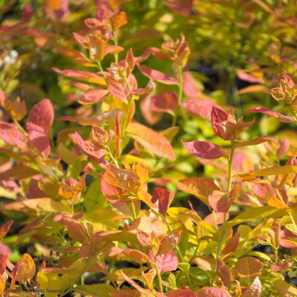 Myrtillier Yello!Berryblue - Vaccinum corymbosum