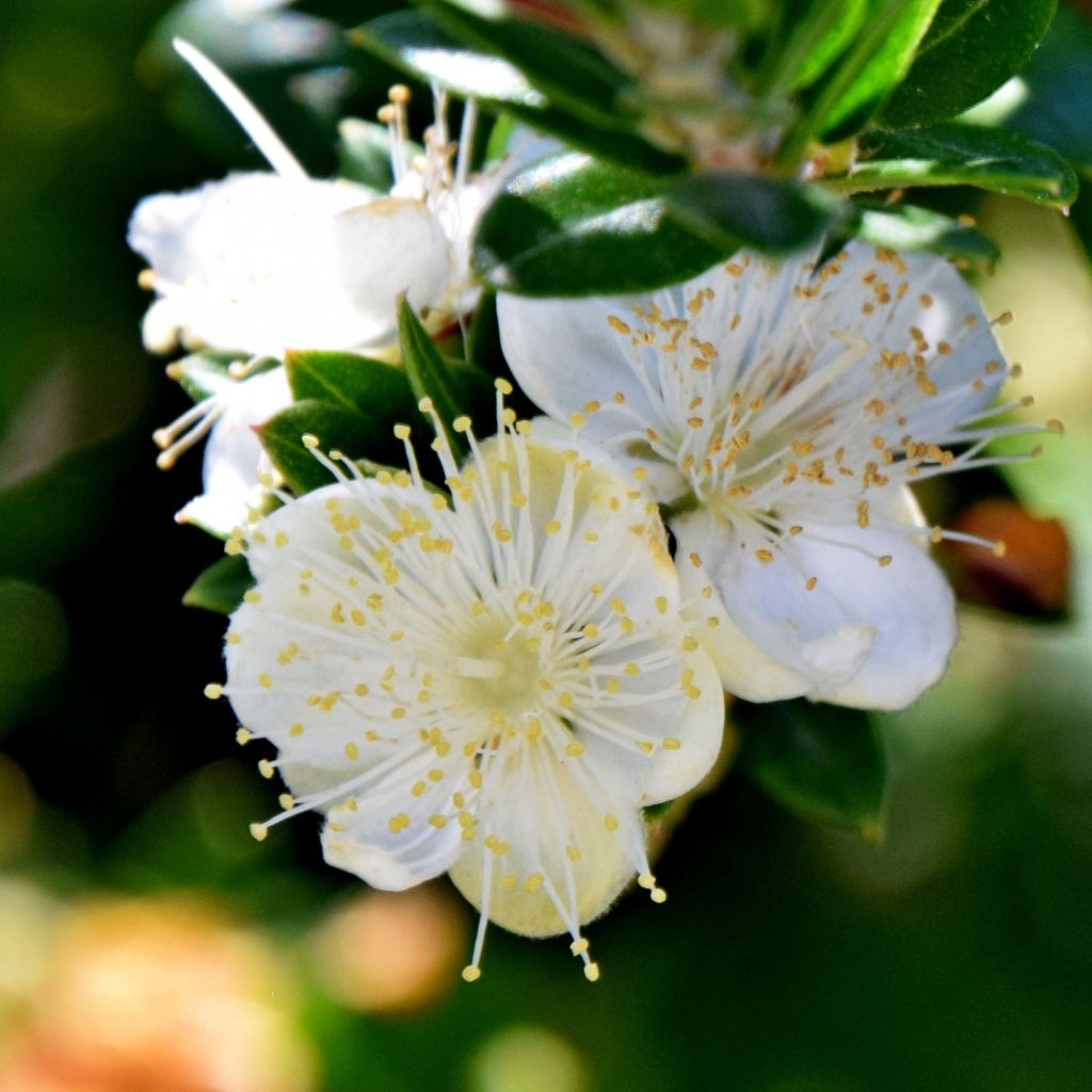 Myrtus communis subsp.Tarentina - Myrte commun 