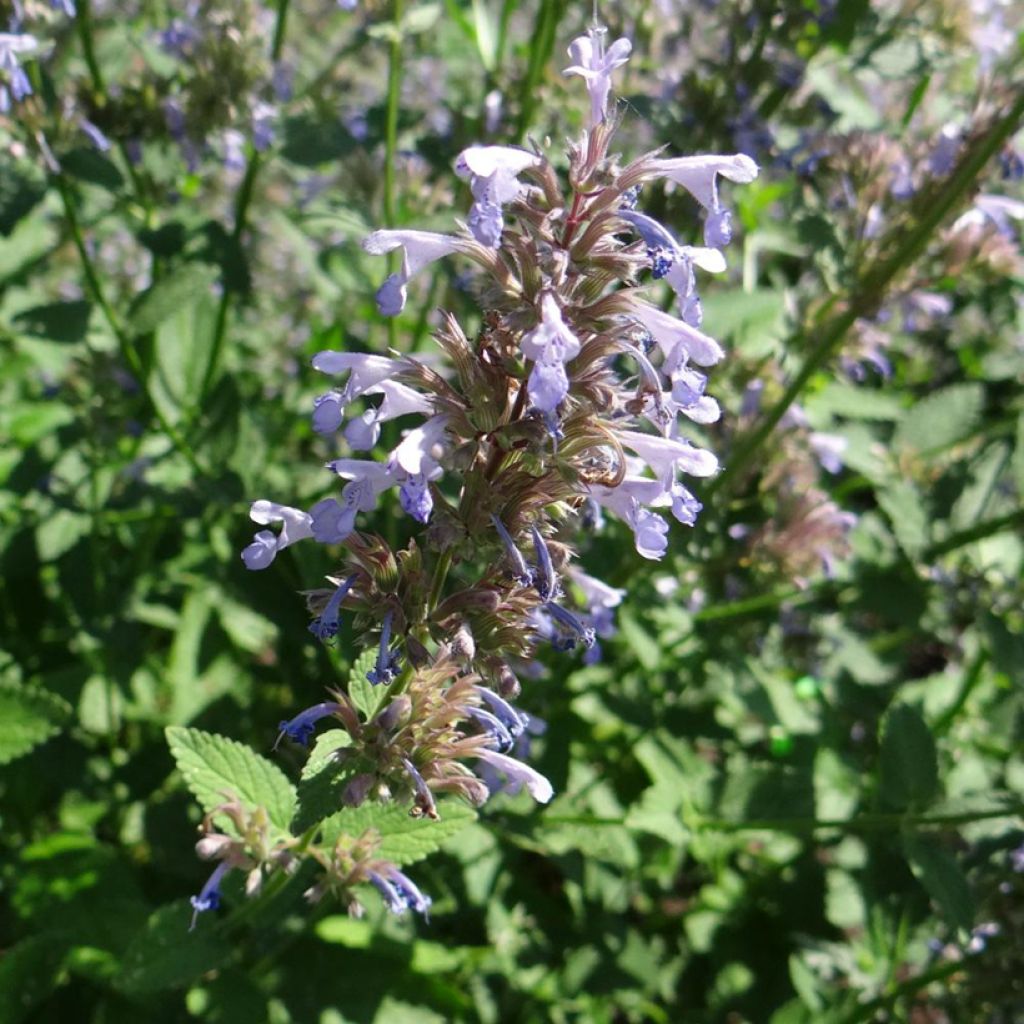 Nepeta parnassica - Chataire grecque