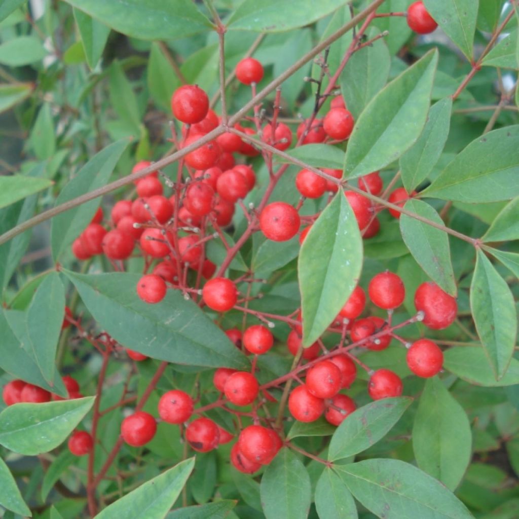 Nandina domestica - Bambou sacré