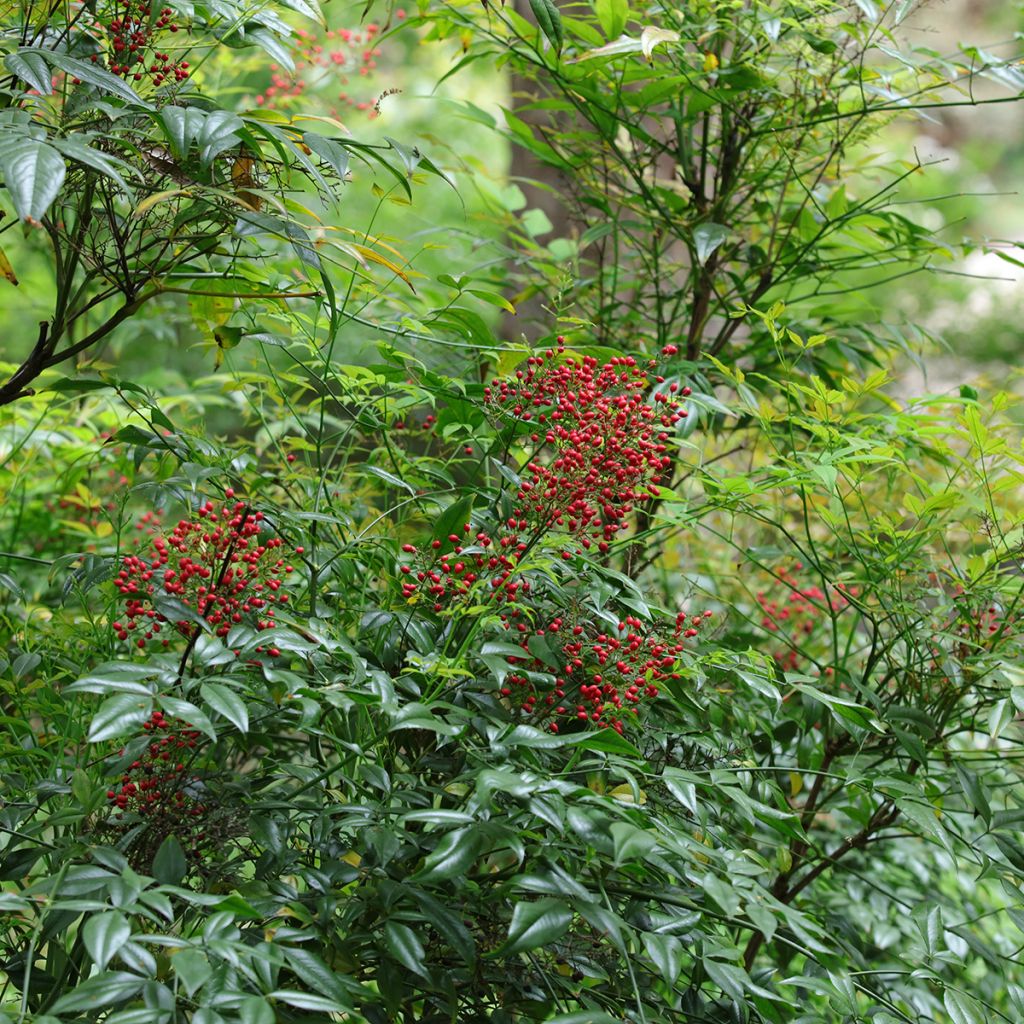 Nandina domestica - Bambou sacré