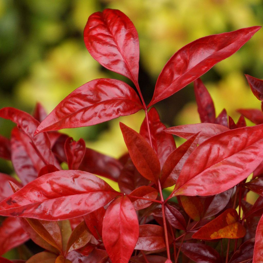 Bambou sacré - Nandina domestica Blush Pink