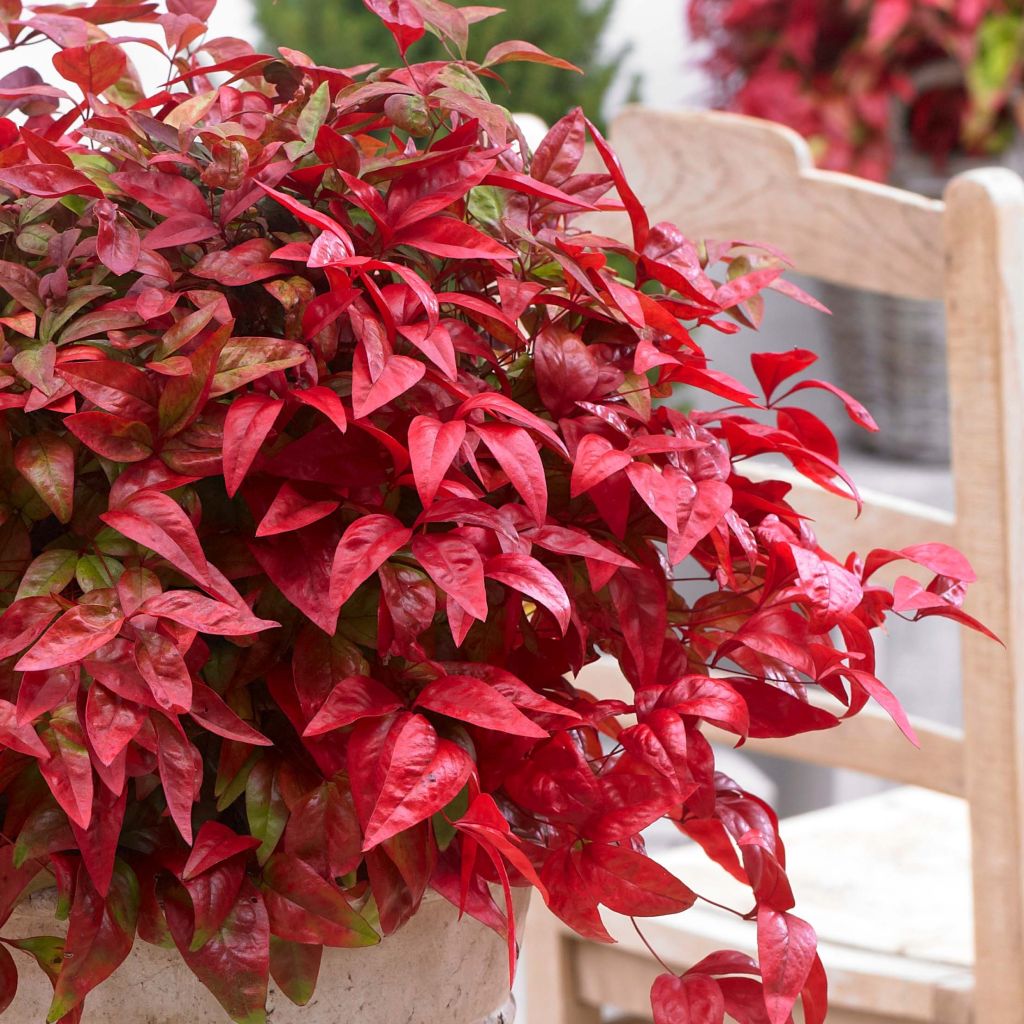 Bambou sacré - Nandina domestica Blush Pink