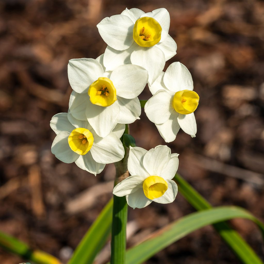 Narcisse Avalanche