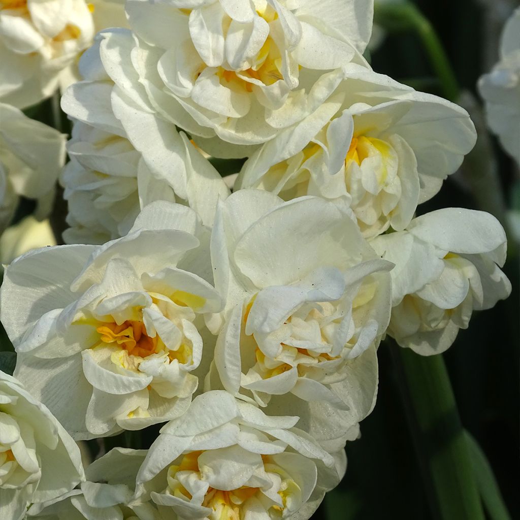 Narcisse Bridal Crown