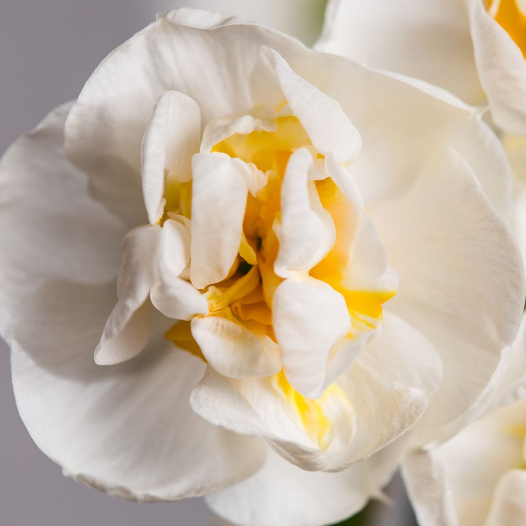 Narcisse Bridal Crown