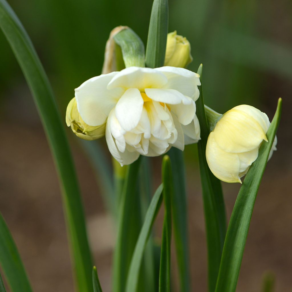 Narcisse Bridal Crown