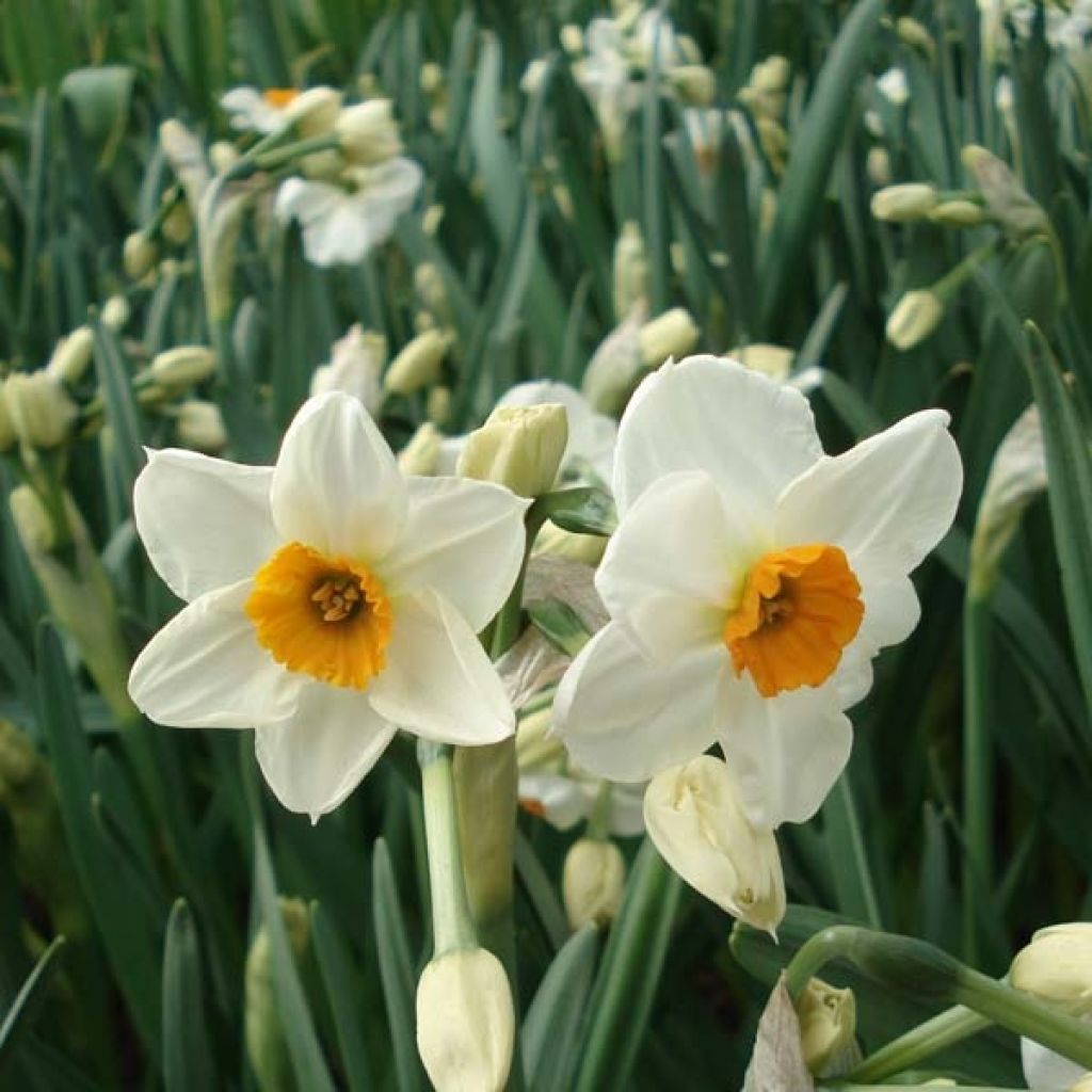 Narcisse Geranium