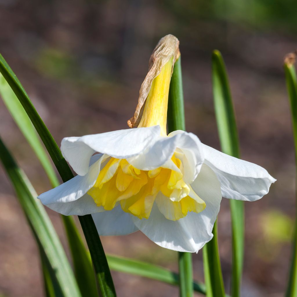 Narcisse Lemon Beauty