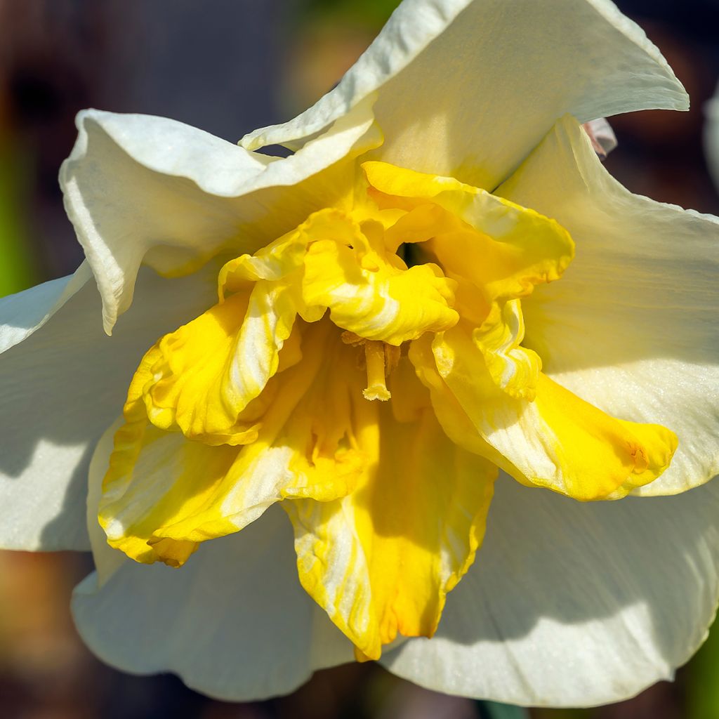 Narcisse Lemon Beauty