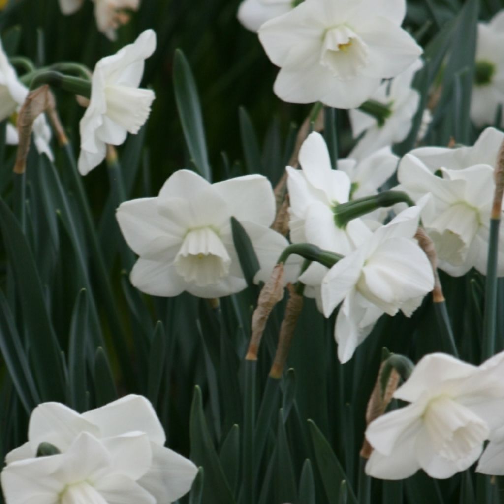 Narcisse à grande couronne Misty Glen