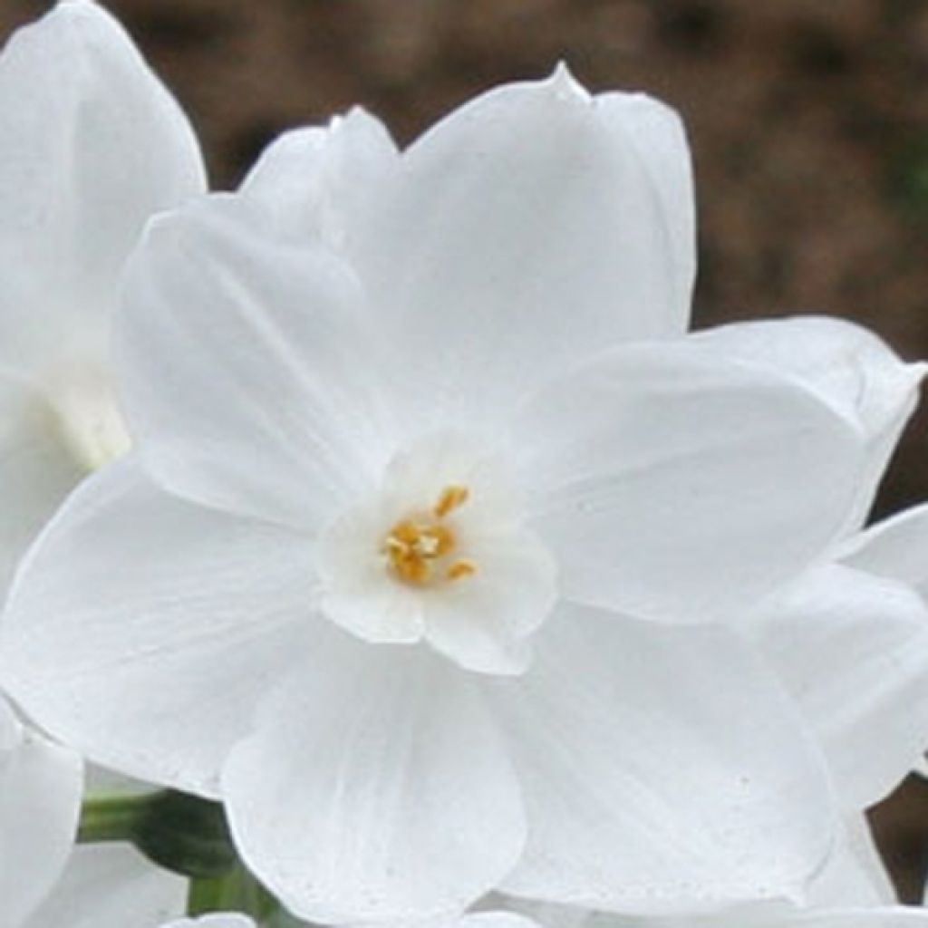 Narcisse Paperwhite