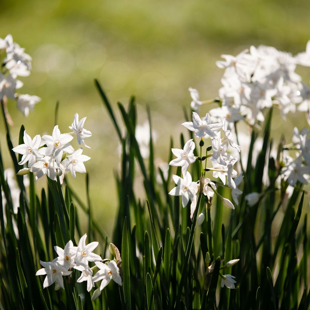 Narcisse Paperwhite - Narcissus papyraceus