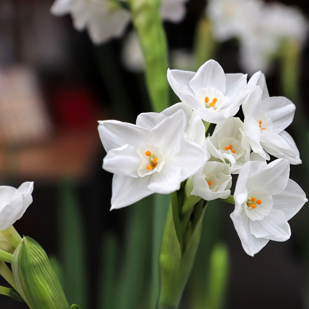 Narcisse Paperwhite - Narcissus papyraceus