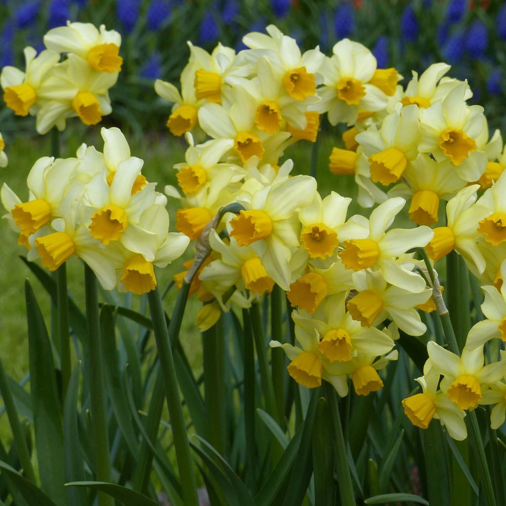 Narcisse Spring Sunshine
