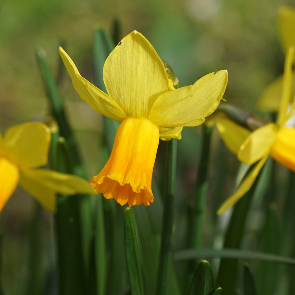 Narcisse Tête à Tête