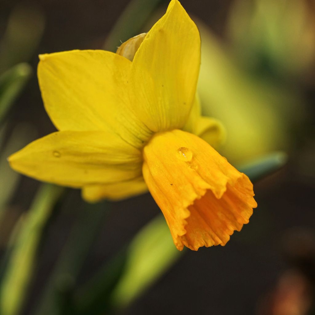 Narcisse Tête à Tête