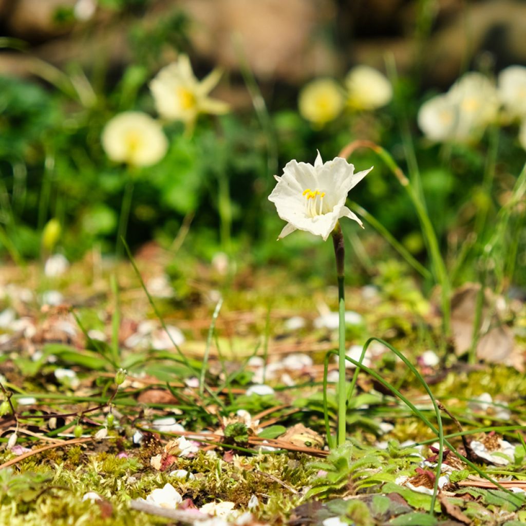Narcisse bulbocodium White Petticoat