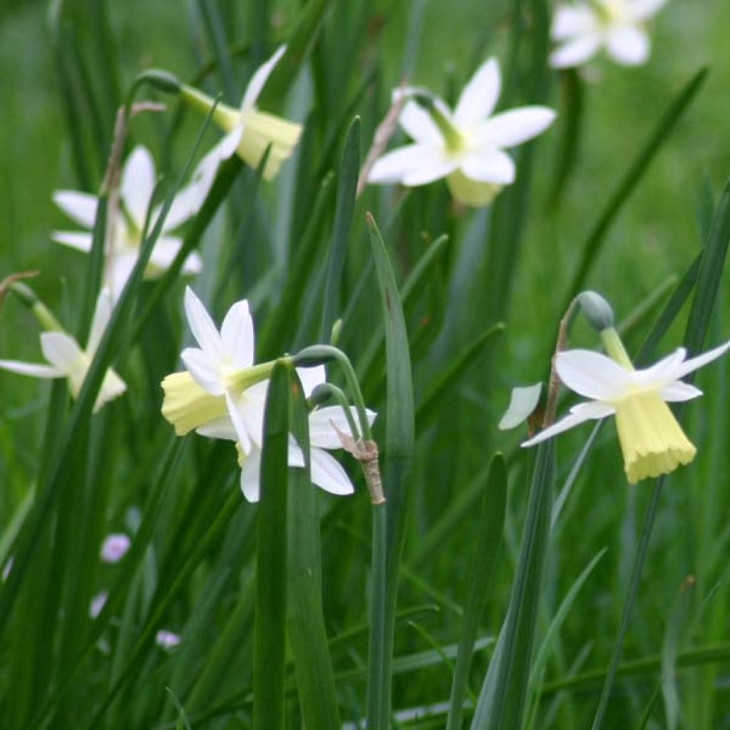 Narcisse Triandrus Lemon Drops