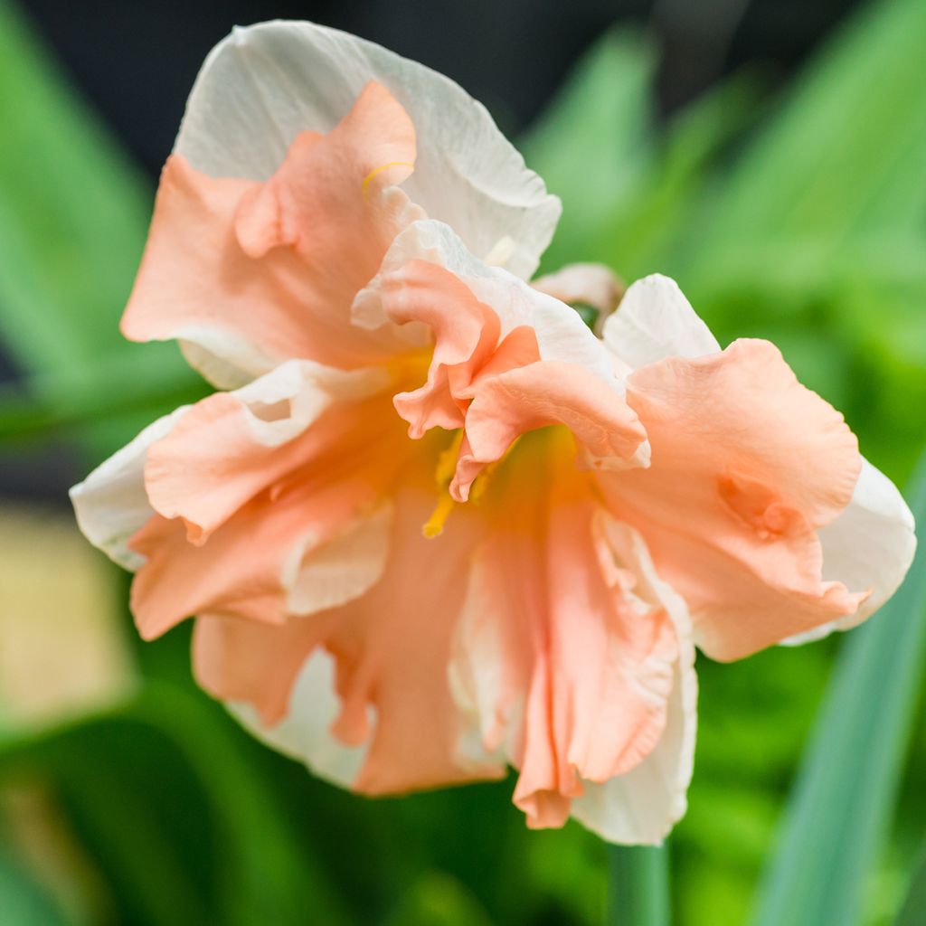 Narcisse papillon Apricot Whirl