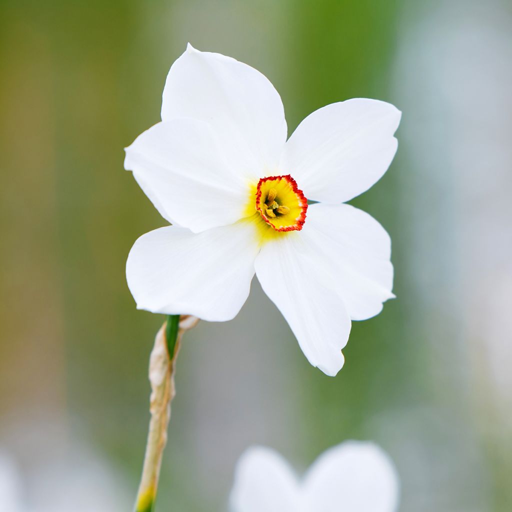 Narcisse poeticus Actaea