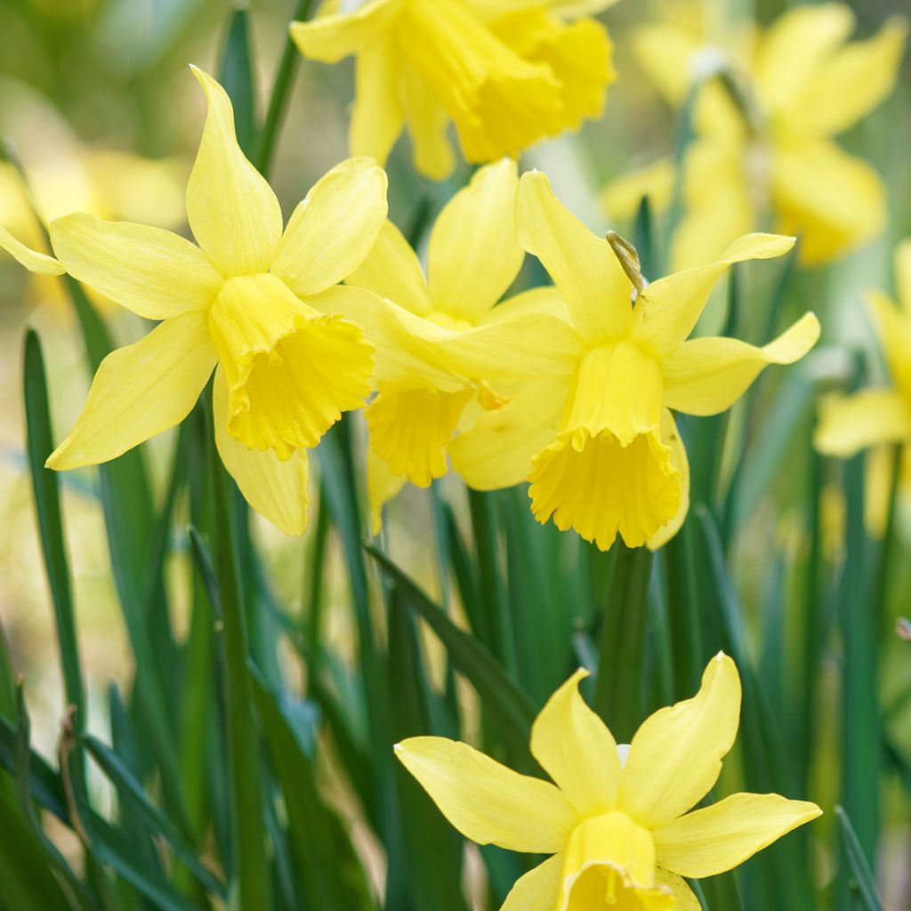 Narcisse pseudonarcissus - Jonquille des Bois