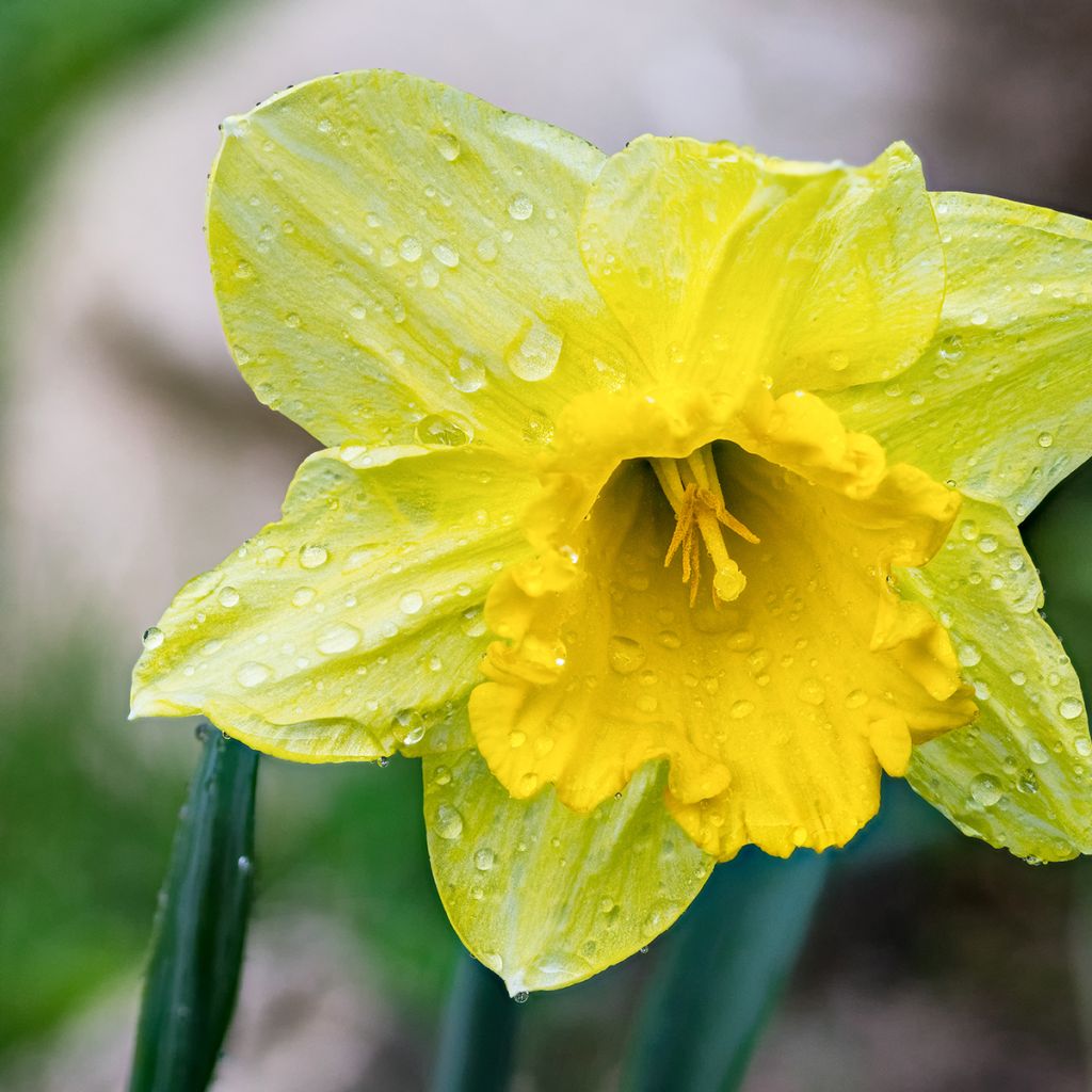 Narcisse pseudonarcissus - Jonquille des Bois