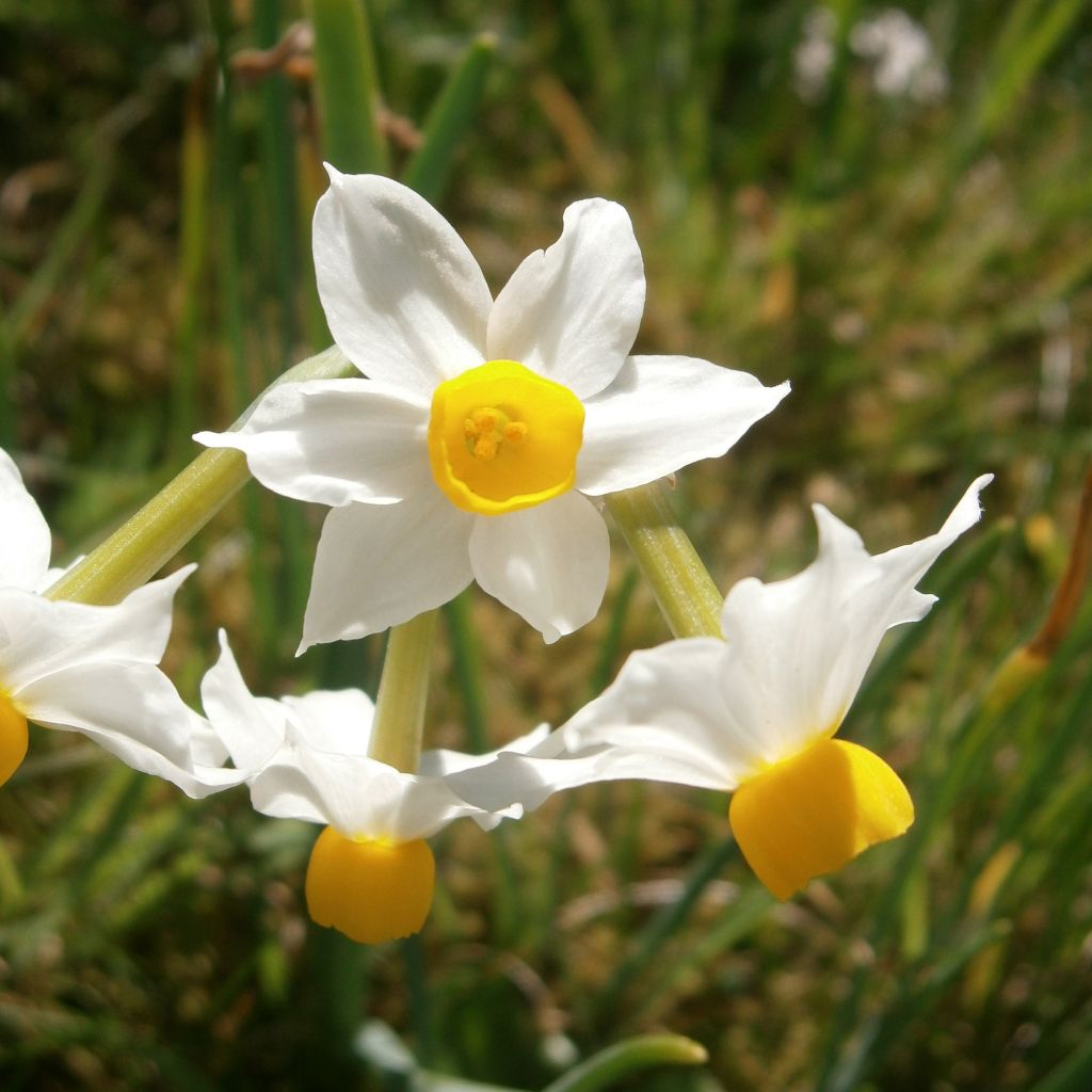 Narcisse tazetta Canaliculatus - Narcisse à bouquet