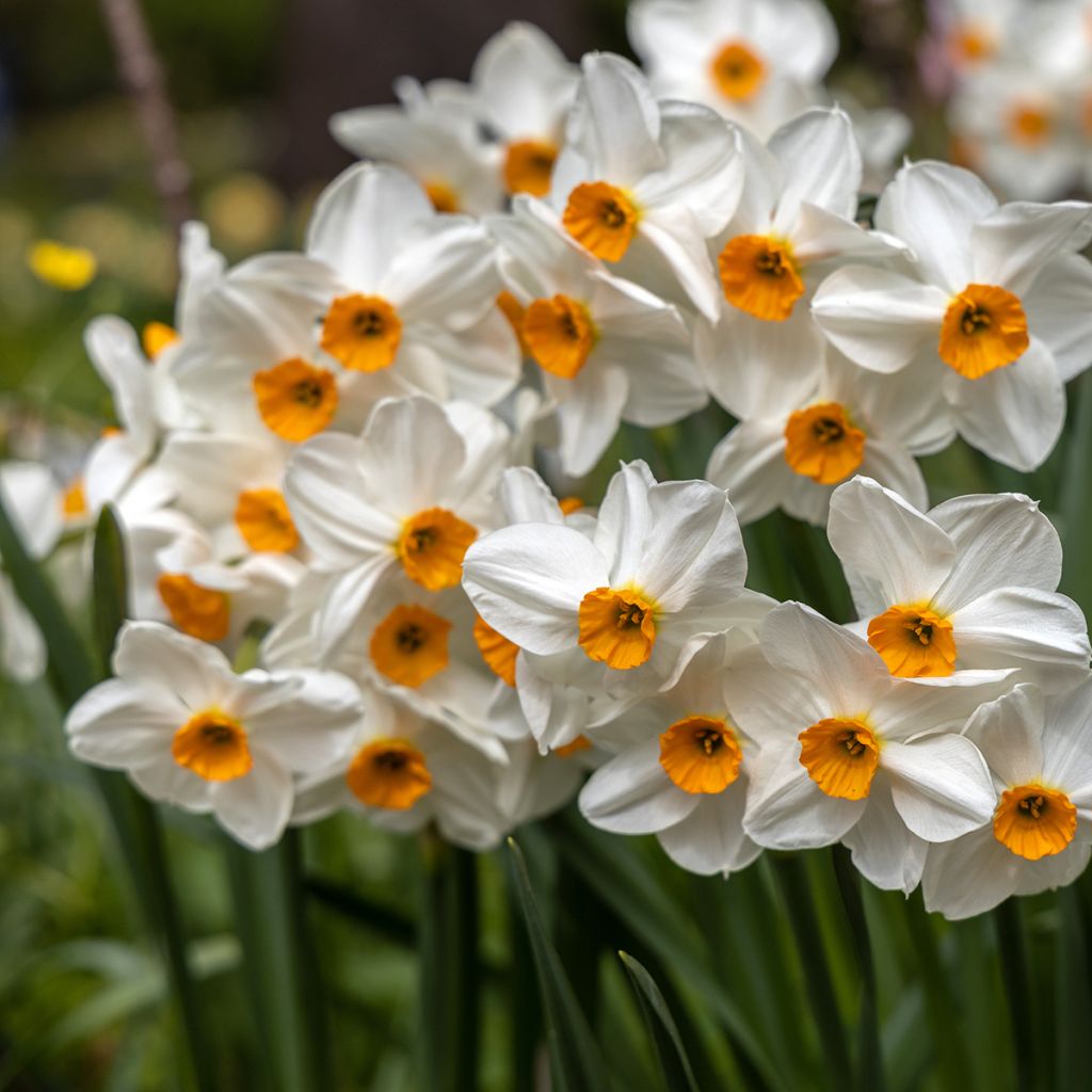Narcisse tazette Geranium