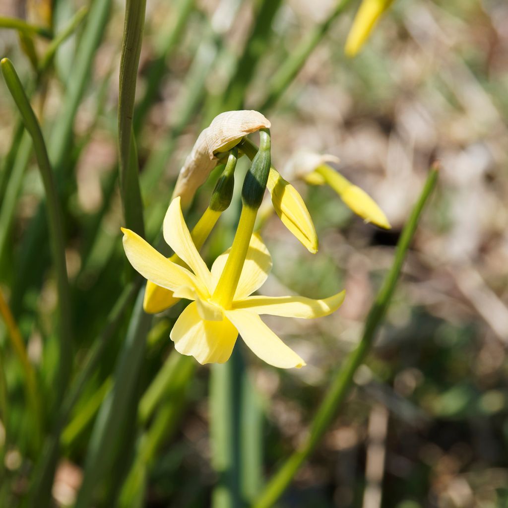 Narcisse triandrus Hawera
