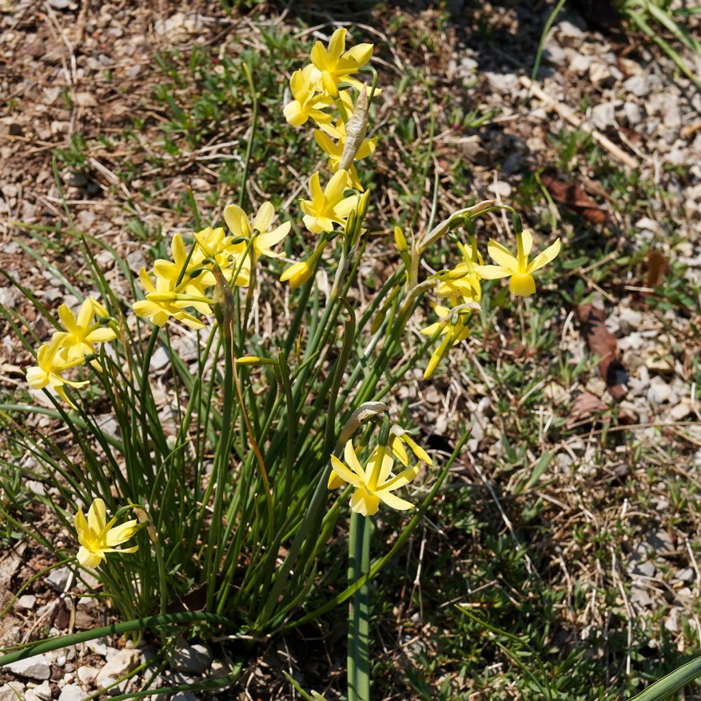 Narcisse triandrus Hawera