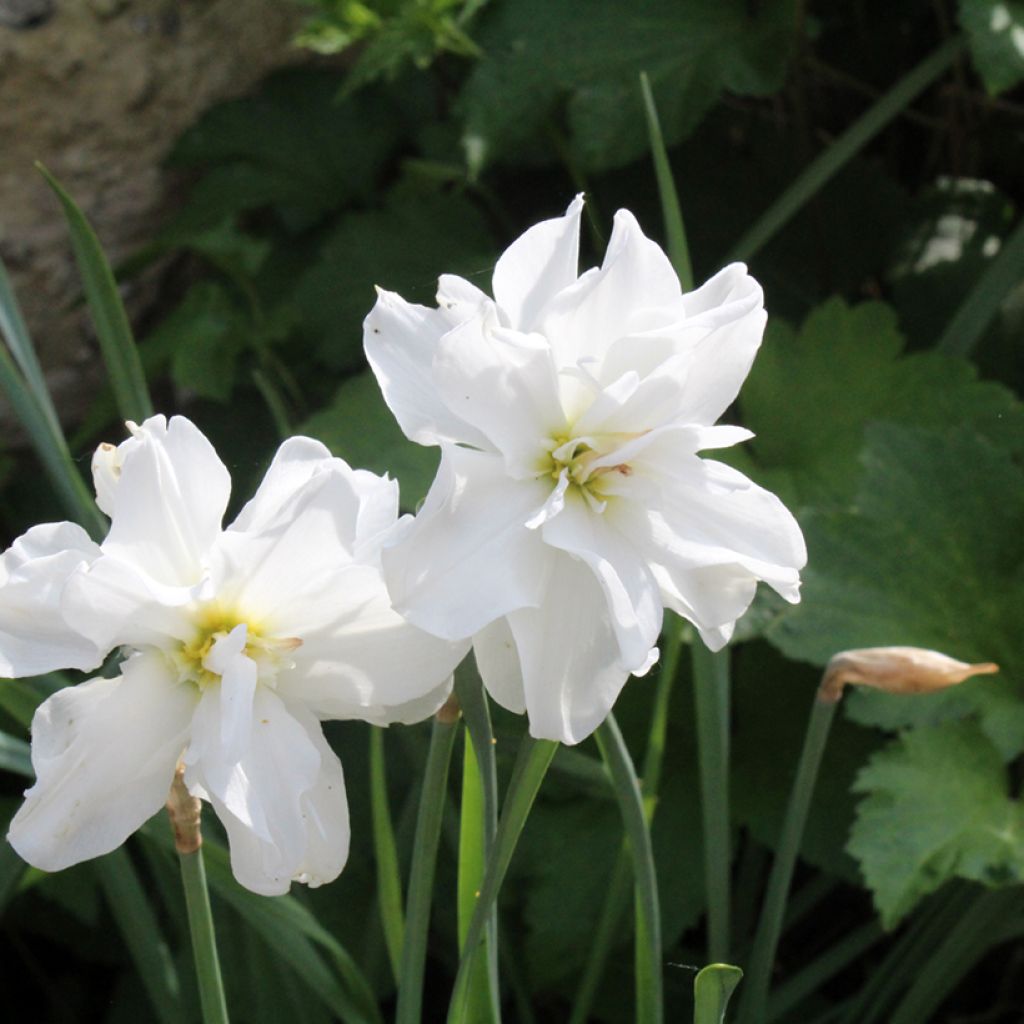 Narcisse poeticus Albus Plenus Odoratus