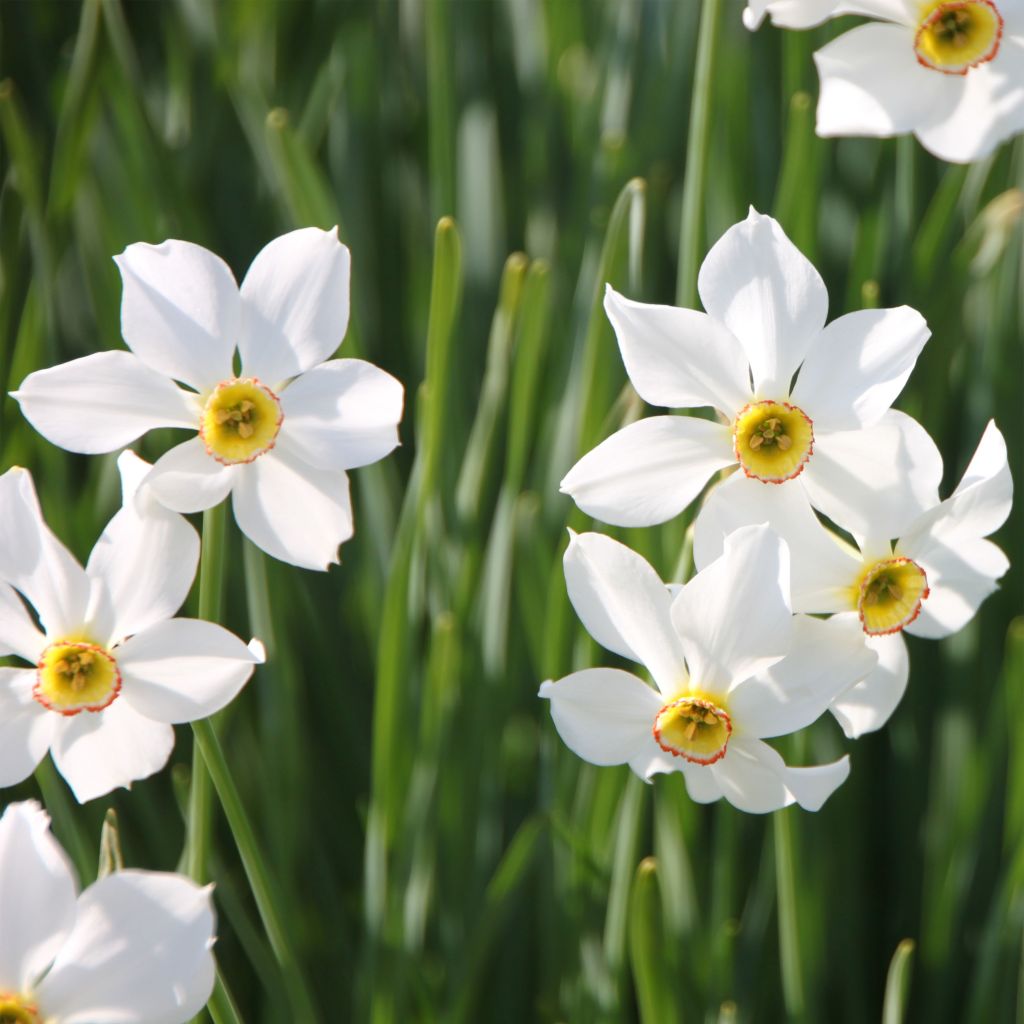 Narcissus poeticus recurvus