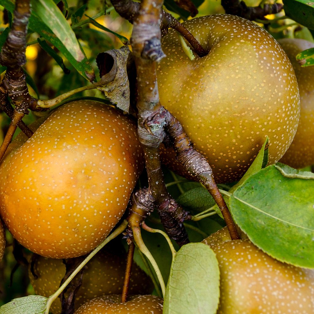 Nashi (Nashi peer) - Pomme-poire