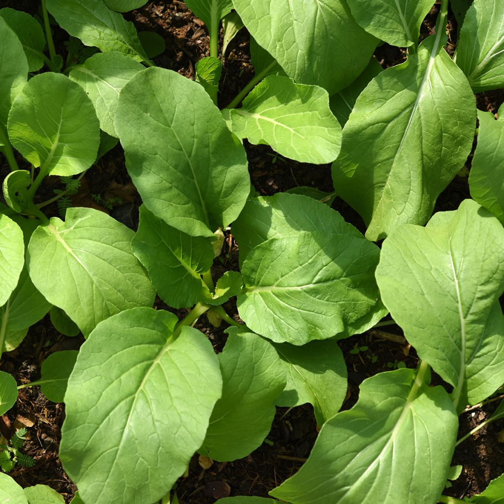 Navette fourragère Malwira - Engrais vert