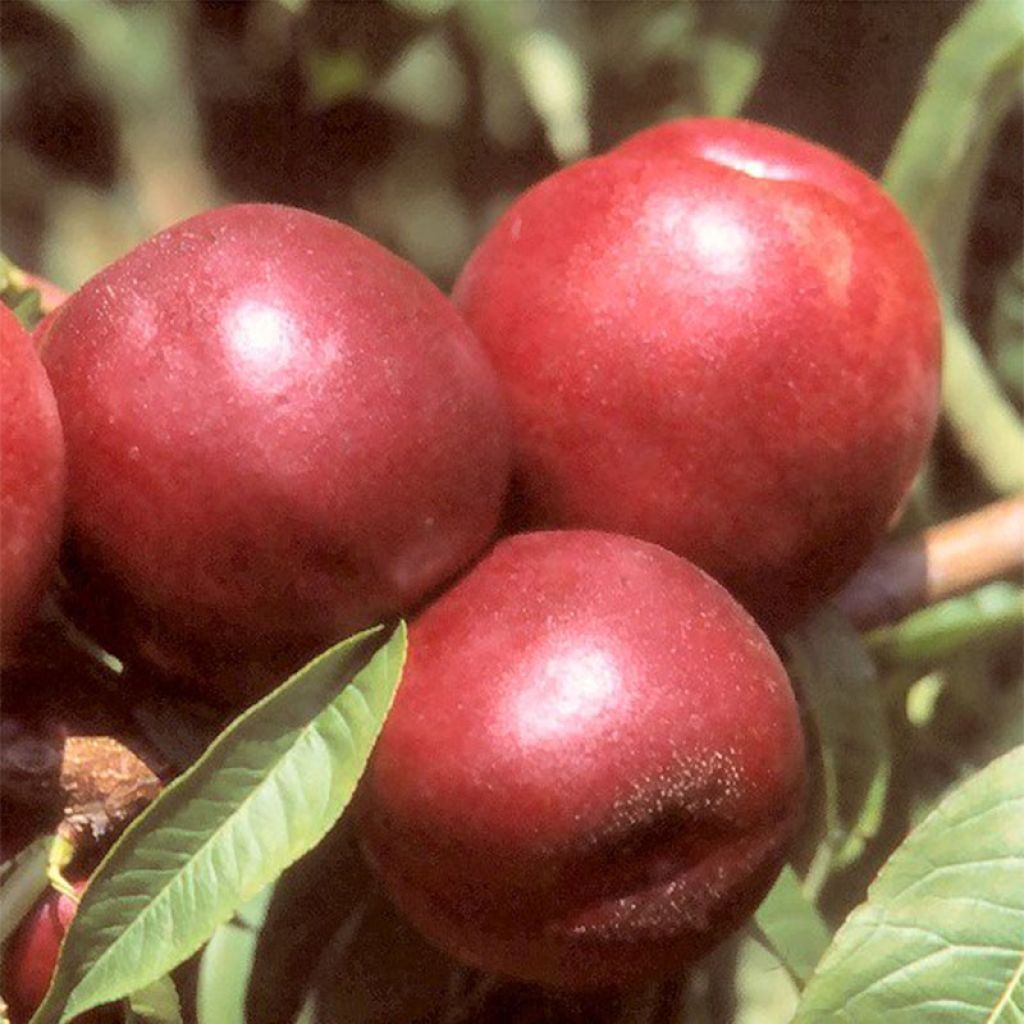 Nectarinier Morton - Prunus persica