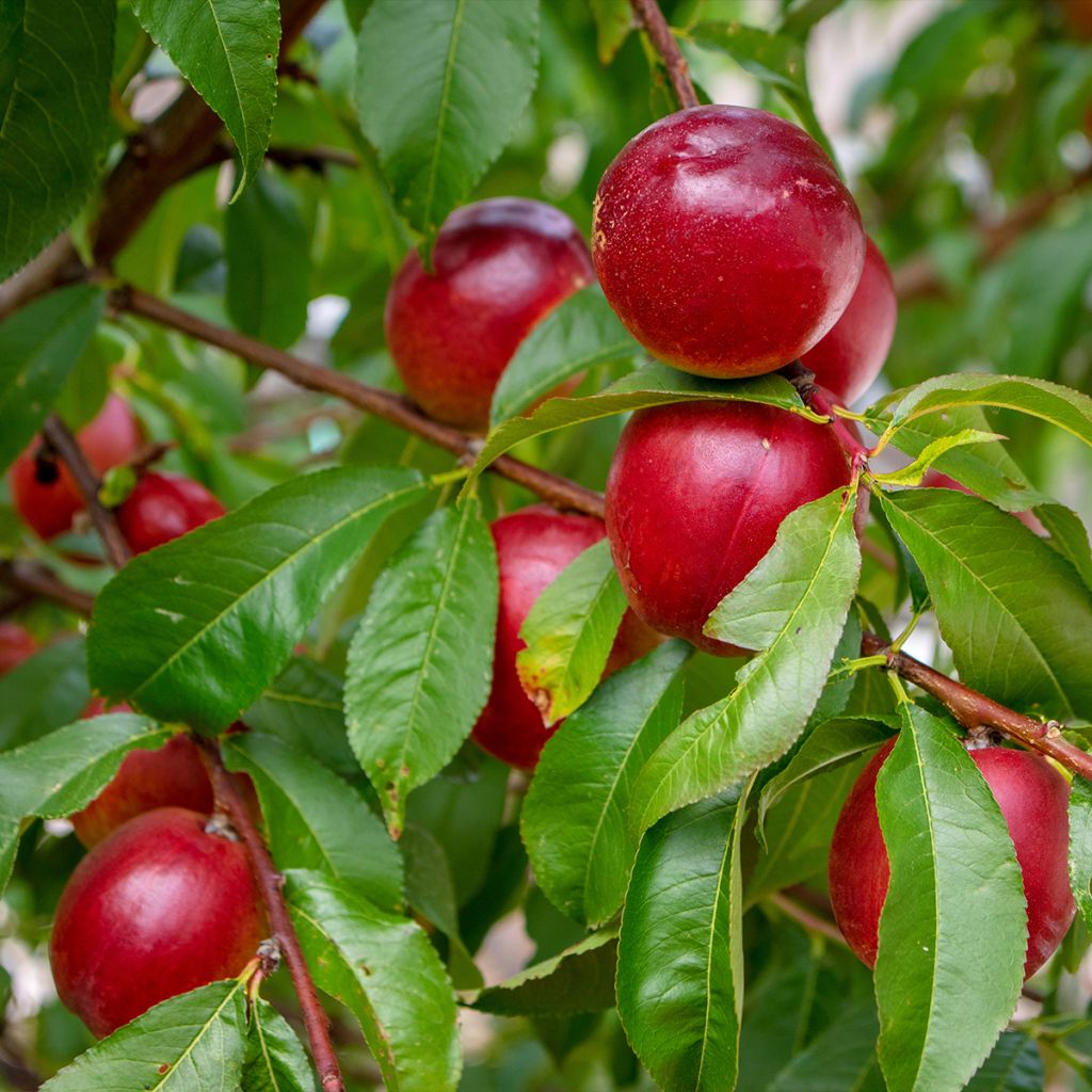 Nectarinier - Prunus persica nucipersica Nectared Gobelet en racines nues