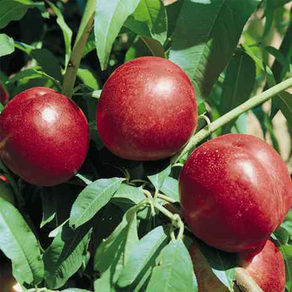 Nectarinier Silver Gem® - Prunus persica