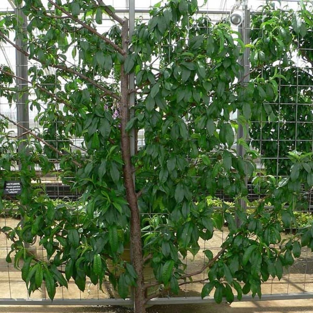 Nectarinier persica nucipersica