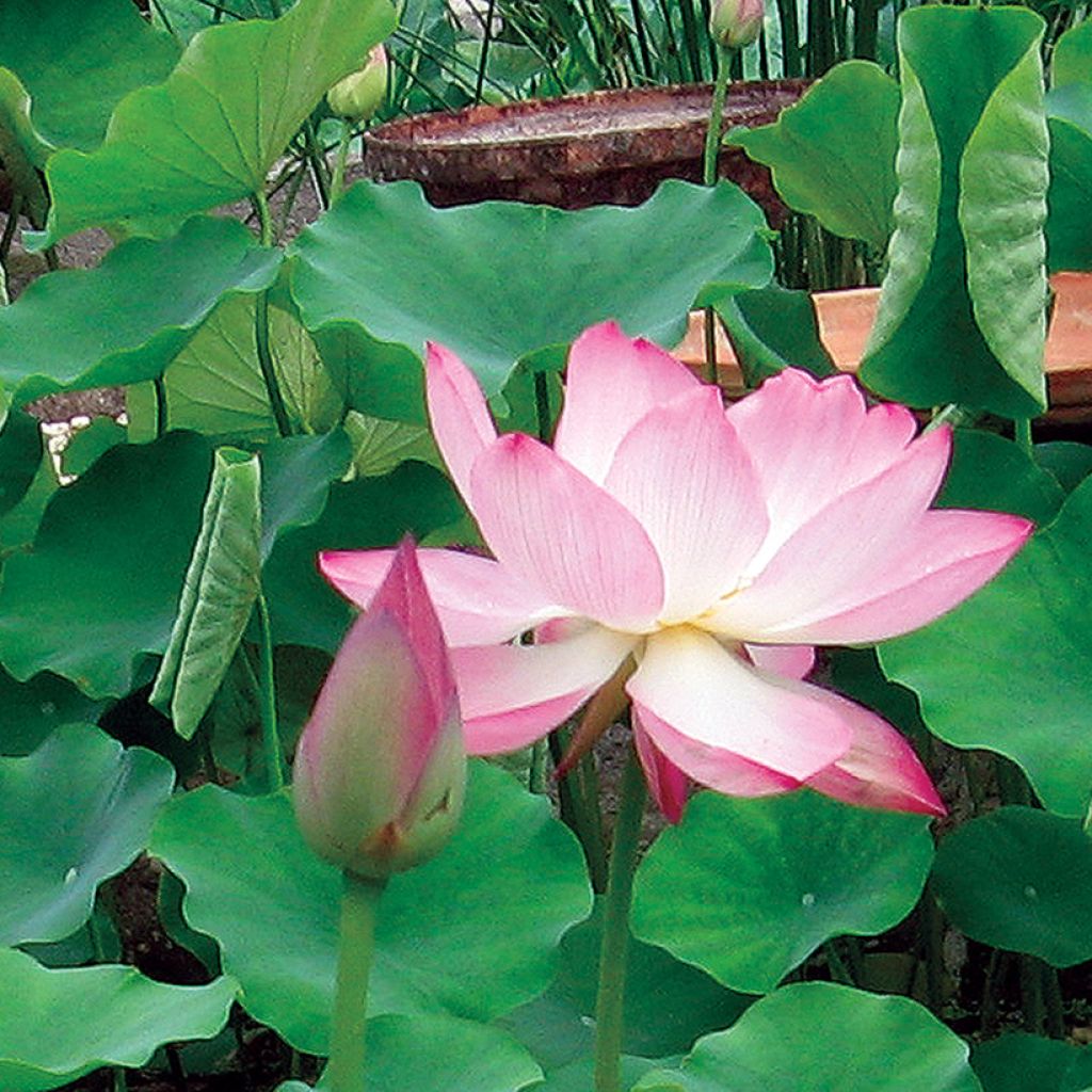 Nelumbo nucifera Chawan Basu - Lotus des Indes