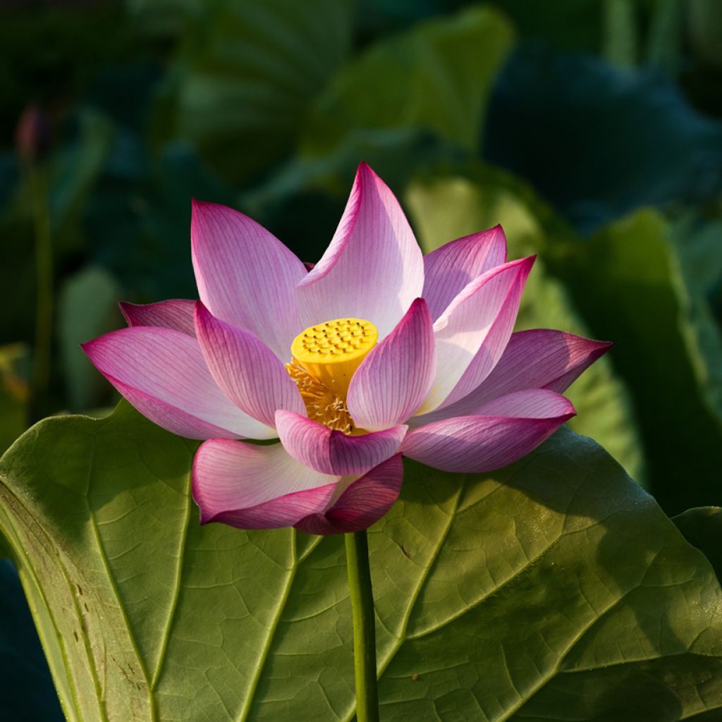 Nelumbo nucifera Chawan Basu - Lotus des Indes