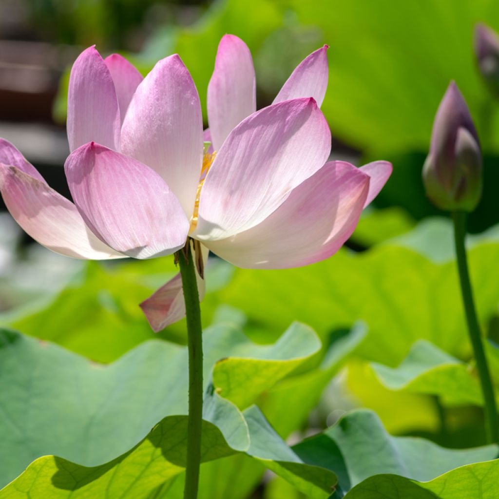 Nelumbo nucifera Chawan Basu - Lotus des Indes