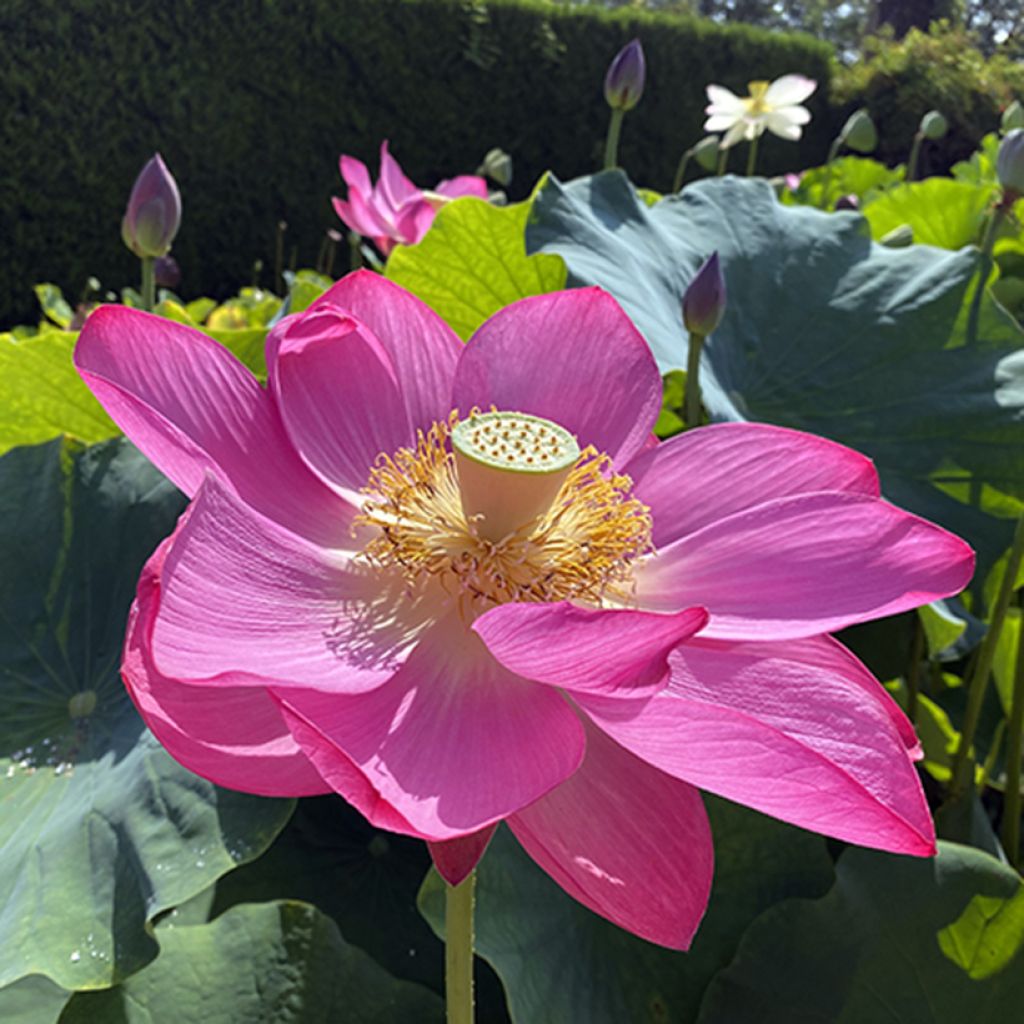 Nelumbo nucifera Osiris - Lotus des Indes rose carmin
