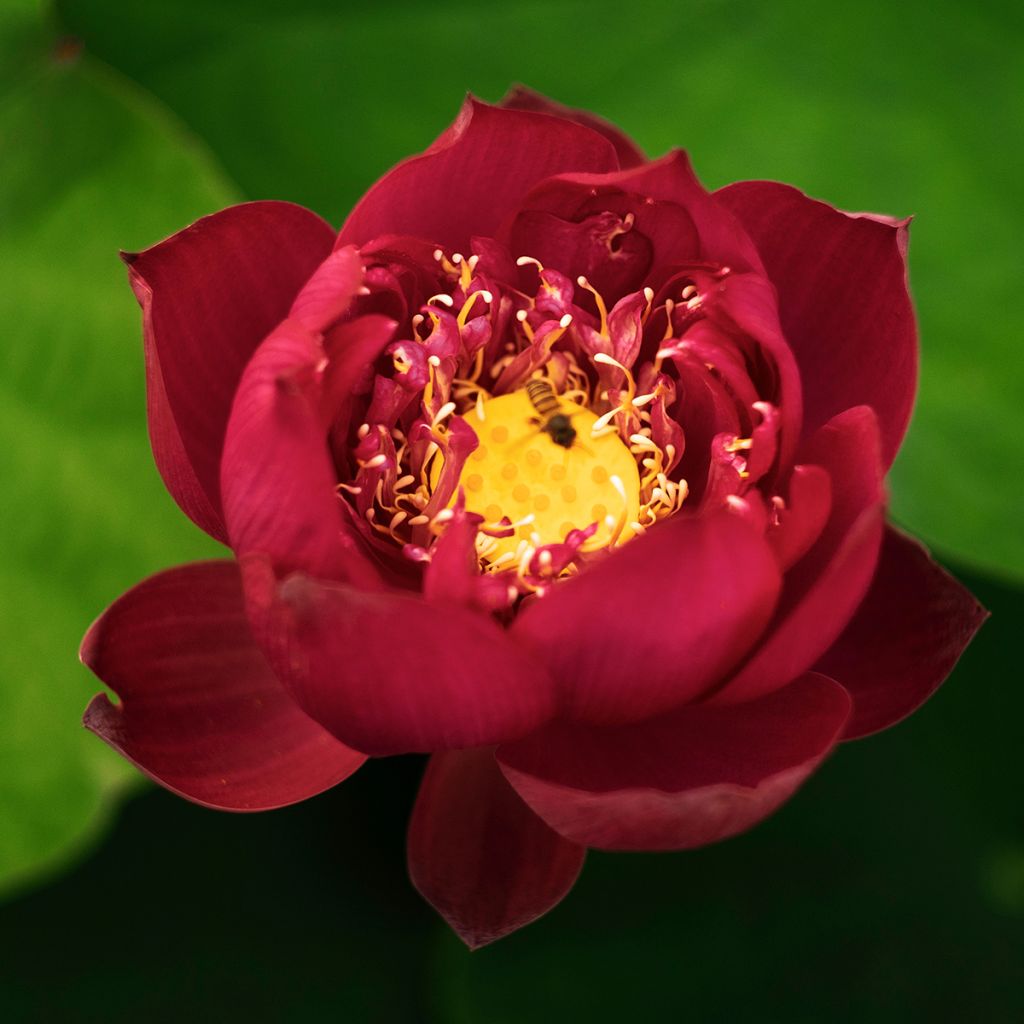 Nelumbo nucifera rouge - Lotus des Indes